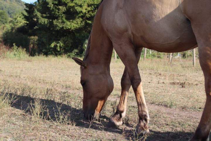 Pension pour cheval Saint-Savin