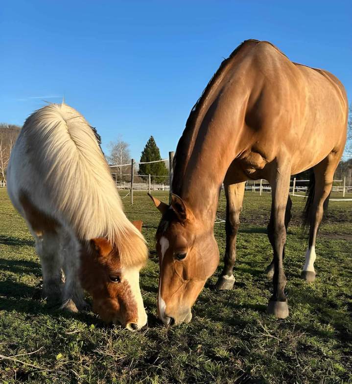 Quel galop faut-il avoir pour participer à un concours d'équitation, Saint-Savin<br>Le galop à avoir pour participer à un concours d'équitation, Saint-Savin<br>Le galop nécessaire pour participer à un concours d'équitation, Saint-Savin