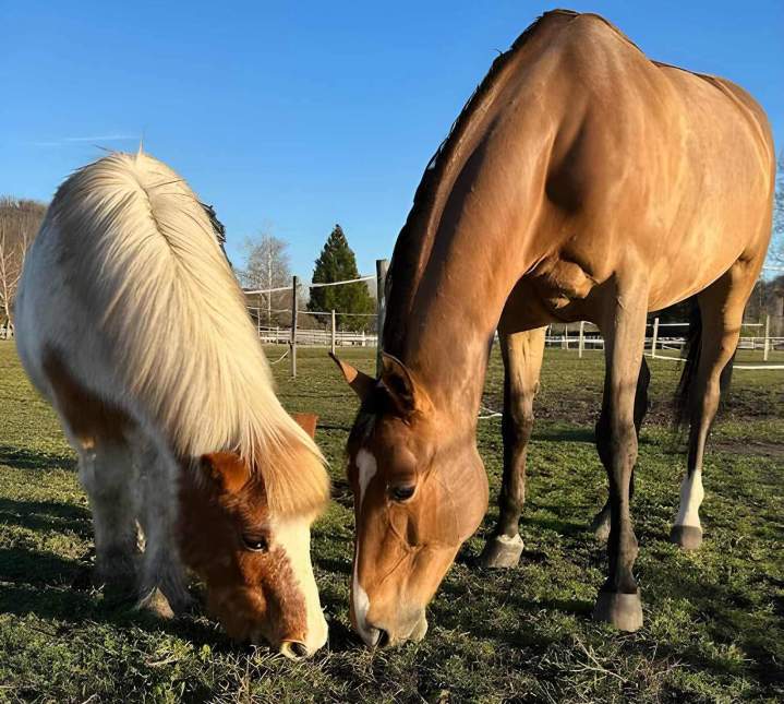 Poney et cheval dans la pré Saint-Savin