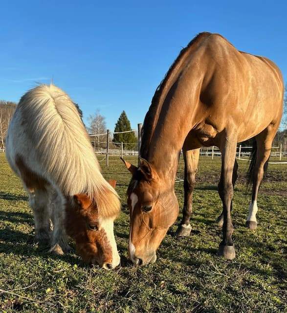 Quel est le prix d’un cours d’équitation ? Saint-Savin<br/>Le budget à préparer pour suivre des cours d’équitation, Saint-Savin<br>Leçons d’équitation : quels sont les tarifs ? Saint-Savin
