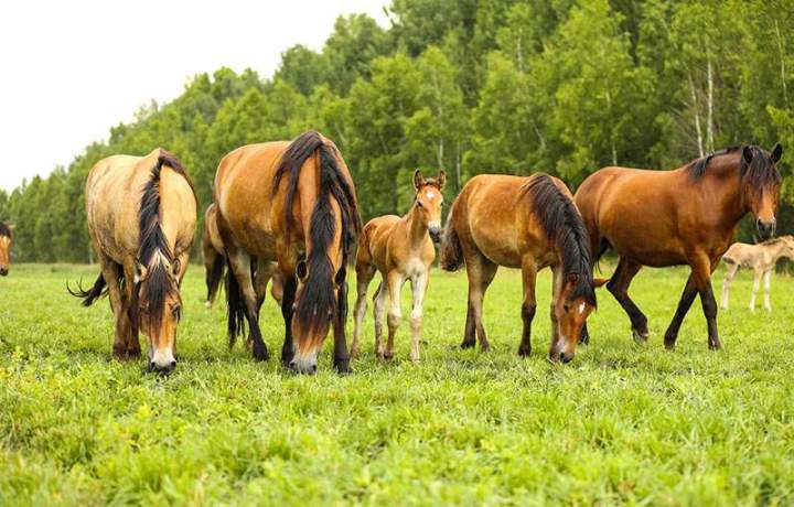 Qui est la championne de France d’équitation en 2022 ? Saint-Savin<br>Qui est la jeune femme sacrée vainqueur du championnat de France d’équitation de 2022 ? Saint-Savin<br>Qui est la gagnante du championnat de France d’équitation de 2022 ? Saint-Savin