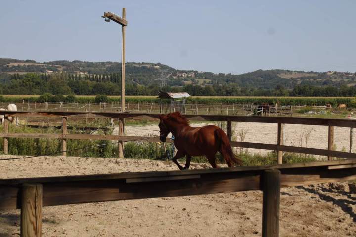Cheval au galop Saint-Savin