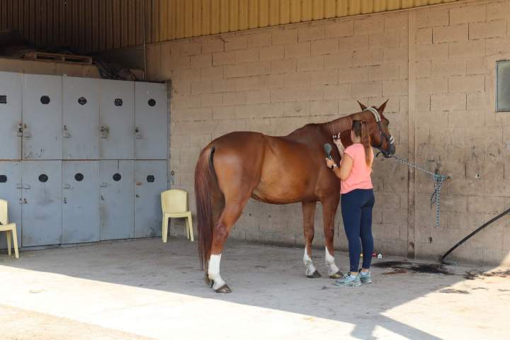 Soin du cheval Saint-Savin