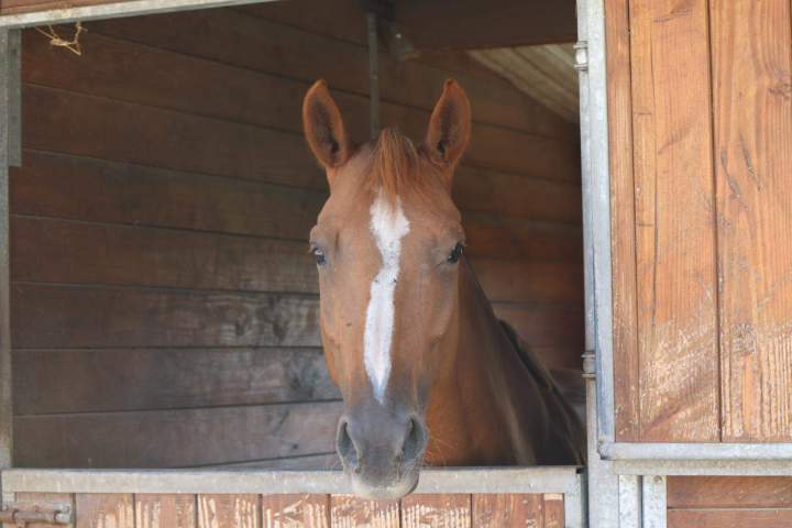 Quel budget prévoir pour passer un galop ? Saint-Savin<br>Le budget à prévoir pour passer un galop, Saint-Savin<br>Budget passage de galop, Saint-Savin