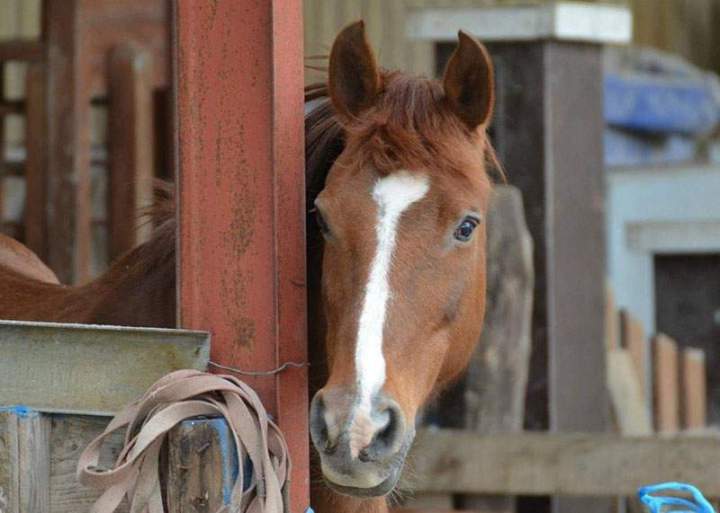 Quel est l'âge idéal pour passer les galops ? Saint-Savin<br>L'âge idéal pour passer les galops, Saint-Savin<br>Connaître l’âge idéal pour passer les galops, Saint-Savin