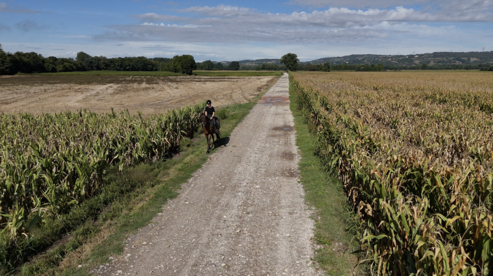 Promenade à cheval sur un chemin de terre bordé de champs de maïs Saint-Savin