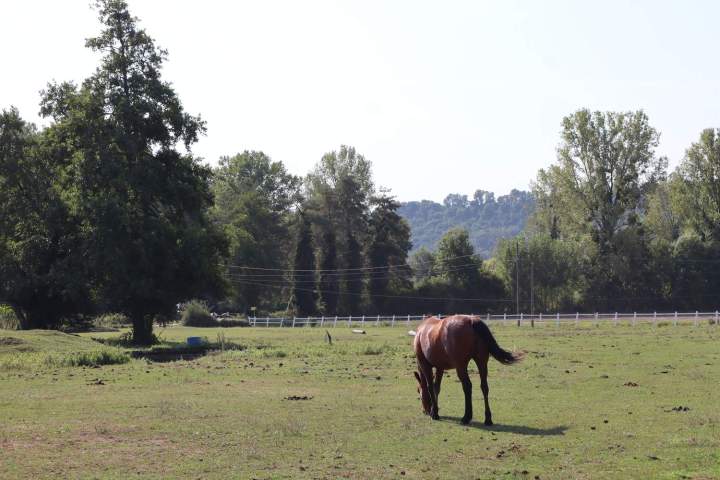 Cheval en demi-pension pré Saint-Savin