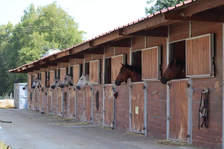 Service de pension pour cheval Saint-Savin