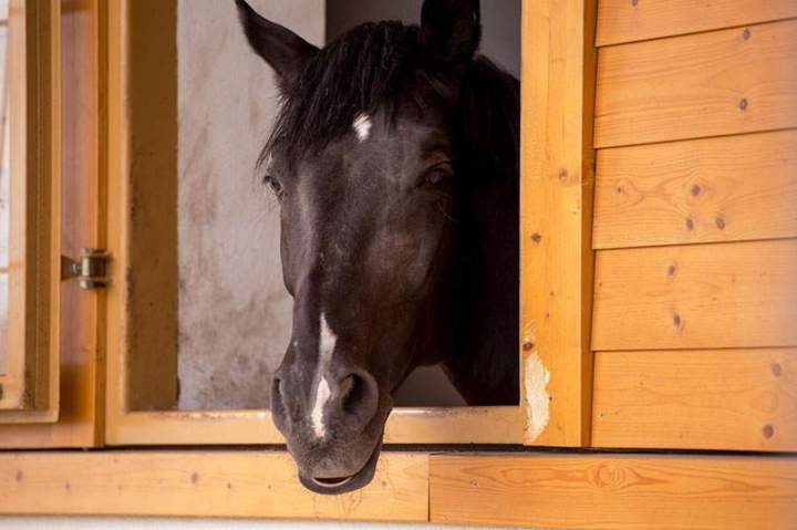 Quels sont les niveaux des galops en équitation ? Saint-Savin<br>Les niveaux de galops en équitation, Saint-Savin<br>Focus sur les niveaux des galops en équitation, Saint-Savin